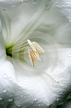 White madonna lily