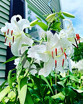 White Madonna lily flower blooming