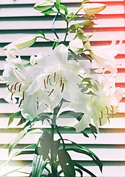 White Madonna lily flower blooming