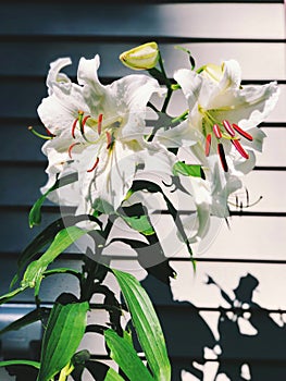 White Madonna lily flower blooming