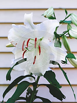 White Madonna lily flower blooming