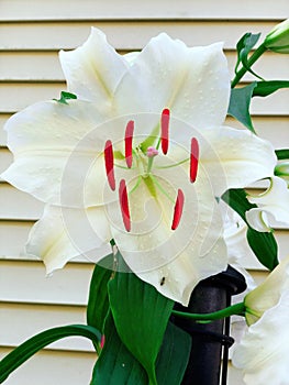 White Madonna lily flower blooming