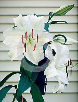 White Madonna lily flower blooming
