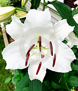 White Madonna lily flower blooming