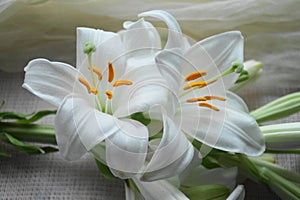 White Madonna lily flower,