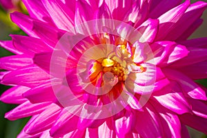 White and Magenta colored Dahlia blooms