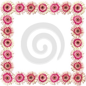 white and magenta gerbera border