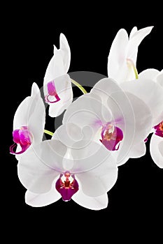 White and Magenta Orchids on Black