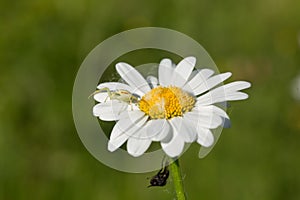 Magerite and Spider Macro