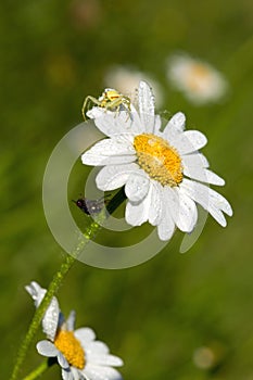 Magerite and Spider Macro