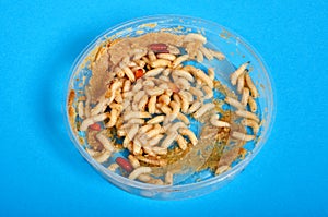 White maggots in a plastic box. common house fly Musca domestica worms