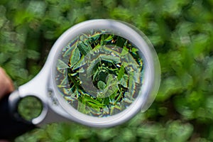 A white magnifier in the hand increases the green leaves