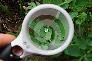 White magnifier increases the green leaf of the plant with a drop of dew