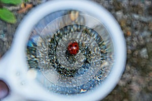 White magnifier increases red ladybird on gray earth