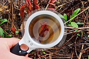 White magnifier increases the red leaves on the sprout in nature