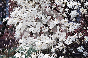 White magnolea on a sunny spring day