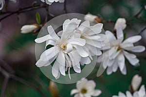 White magnolea on a sunny spring day