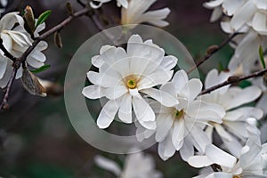 White magnolea on a sunny spring day