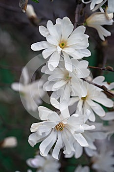 White magnolea on a sunny spring day