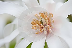 White magnolia