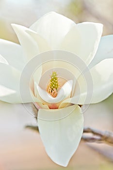 Bianco magnolie 