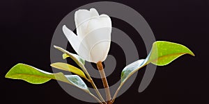 White magnolia