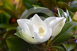 White magnolia