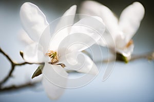 White Magnolia