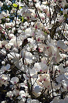 White magnolia background