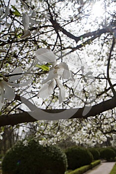 White Magnolia blooming