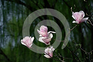 White magnolia blooming in spring.