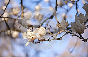 White magnolia blooming tree in a close up image