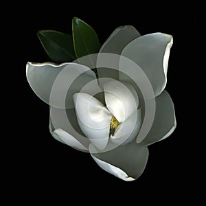 White Magnolia Blossom photo