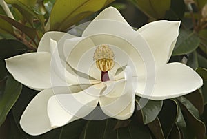 White magnolia blossom