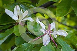 White magnolia blossom