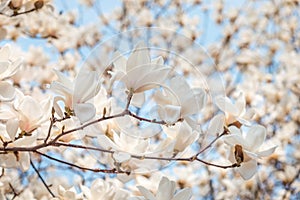 White magnolia blossom in april, branch over blue sky background, South Korea