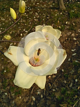 White magnolia blossom with a bee in the yellow stamen