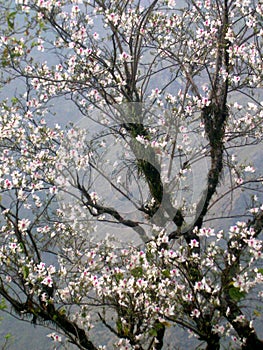 White Magnolia Blossom During Spring