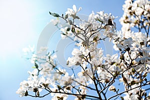 White magnolia blossom