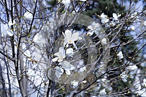 White magnolia blossoms in the park