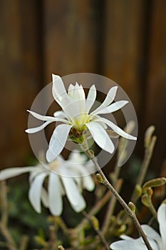 White Magnolia Blossoms in Spring Garden