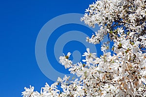 White magnolia and blue sky in spring. Floral background. Flowering trees. Nature. Copy space.