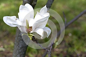 White magnolia on a branch. Spring white flower in the park.