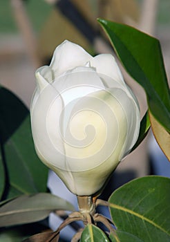 White Magnolia Bud