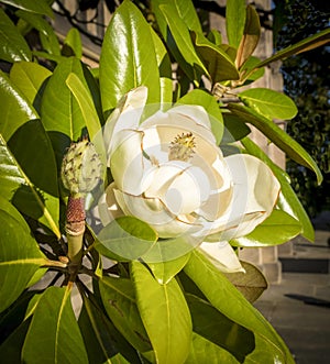 White Magnolia