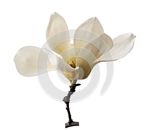 White magnolia. Creamy blossom of white magnolia tree. Magnolia