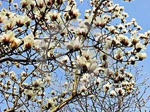 White Magnolia denudata blooming