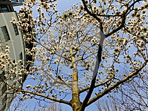 White Magnolia denudata blooming