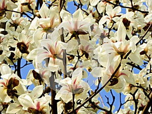 White Magnolia denudata blooming