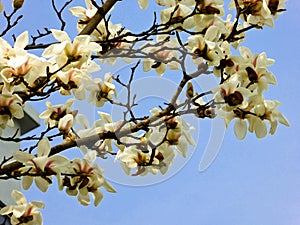 White Magnolia denudata blooming